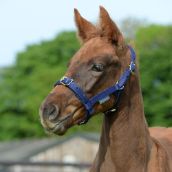 Capezza Bucas Dublin Blu navy / blu navy Blu marino