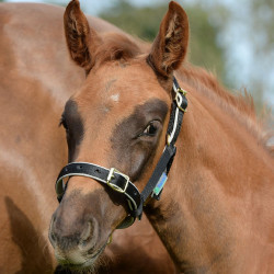 Capezza Bucas Dublin Nero / argento