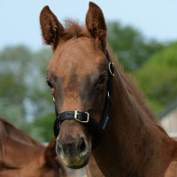 Capezza Bucas Dublin Blu navy / argento