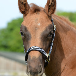 Capezza Bucas Dublin Zebra / nero Motivi