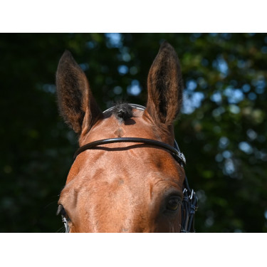 Frontal Jump'In verniciato tondo Avana Marrone Frontal Jump'In verniciato tondo Avana Marrone