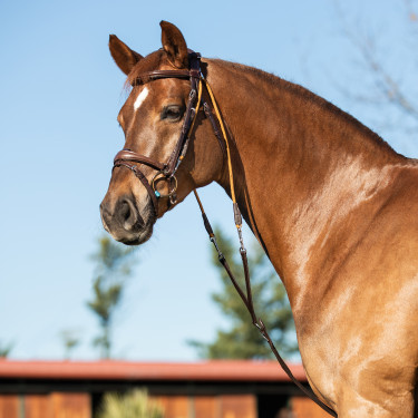 Capezza in cuoio di vitello italiano e nylon Acavallo Marrone scuro