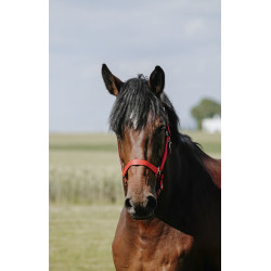 Capezzina Riding World Cushion Rosso Capezzina Riding World Cushion Rosso