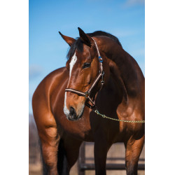 Capezza Hippo Covalliero Marrone / beige