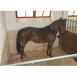 Telecamera IPCam 2.0 HD