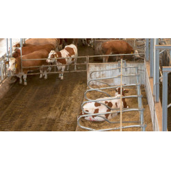 Telecamera IPCam 2.0 HD