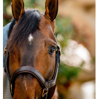 Capestro Rambo Micklem Horseware Marrone Capestro Rambo Micklem Horseware Marrone