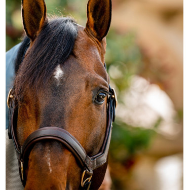 Capestro Rambo Micklem Horseware Marrone