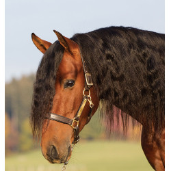 Cavezza in cuoio imbottita Horseware Amigo Cavezza in cuoio imbottita Horseware Amigo