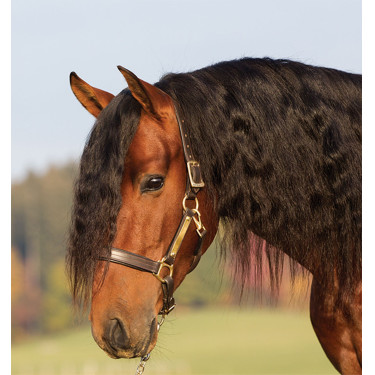 Cavezza in cuoio imbottita Horseware Amigo Cavezza in cuoio imbottita Horseware Amigo