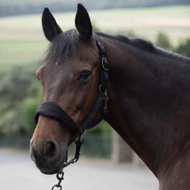 Capezzina imbottita Graz Horze Nero