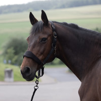 Capezzina imbottita Graz Horze Nero