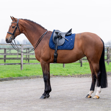 Sottosella HV Polo Dana Dressage Sottosella HV Polo Dana Dressage