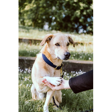 Collare per cane Plaited Nylon Kentucky Collare per cane Plaited Nylon Kentucky