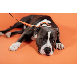 Guinzaglio per cane in nylon intrecciato 200 cm Kentucky Guinzaglio per cane in nylon intrecciato 200 cm Kentucky