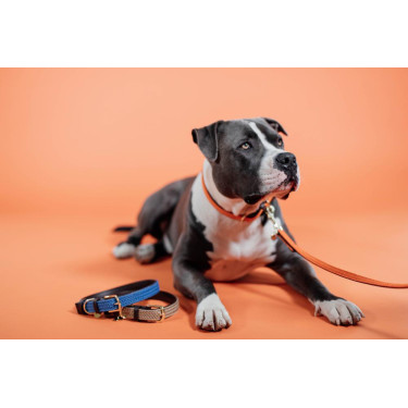 Guinzaglio per cane in nylon intrecciato 200 cm Kentucky Guinzaglio per cane in nylon intrecciato 200 cm Kentucky