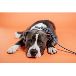 Guinzaglio per cane in nylon intrecciato 200 cm Kentucky Guinzaglio per cane in nylon intrecciato 200 cm Kentucky