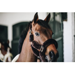 Capezzina Capestro da trasporto per pecore Kentucky Marrone