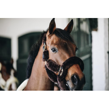 Capezzina Capestro da trasporto per pecore Kentucky Marrone