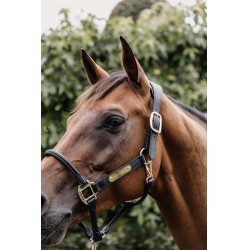 Testiera per capestro anatomico in cuoio Kentucky Nero