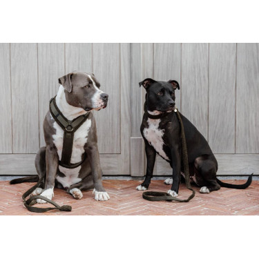 Pettorina per cane Active Teddy Fleece Kentucky Pettorina per cane Active Teddy Fleece Kentucky