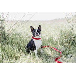 Guinzaglio per cane in velluto a coste Kentucky Rosso Guinzaglio per cane in velluto a coste Kentucky Rosso