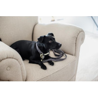 Guinzaglio per cane Wool Longue Kentucky Azzurro chiaro Blu Guinzaglio per cane Wool Longue Kentucky Azzurro chiaro Blu