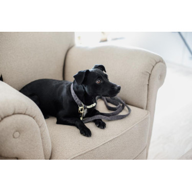 Guinzaglio per cane Wool Longue Kentucky Guinzaglio per cane Wool Longue Kentucky