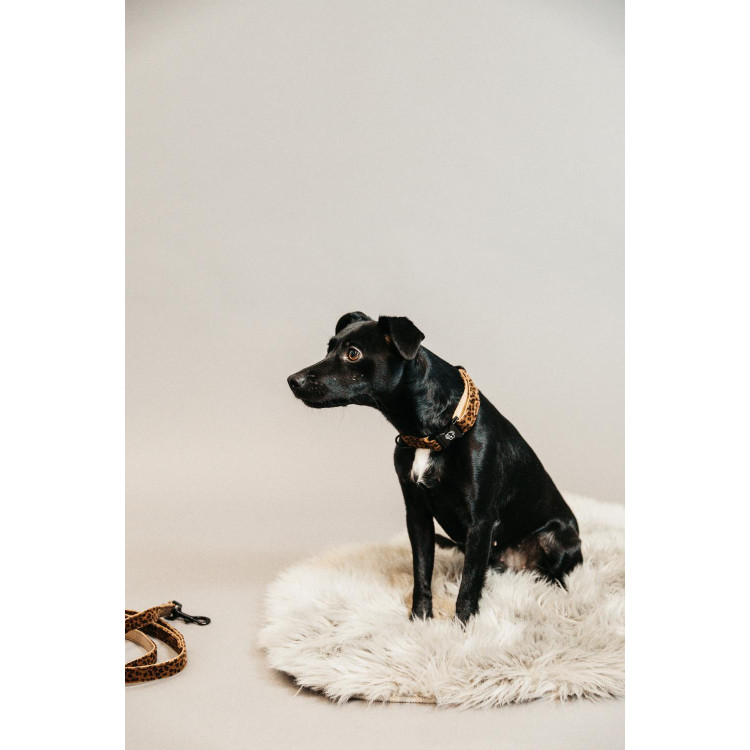 Collare per cane Leopard Kentucky
