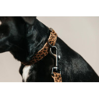 Collare per cane Leopard Kentucky Marrone leopardo