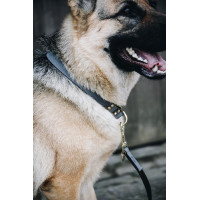 Collare per cane Loop Kentucky Grigio Collare per cane Loop Kentucky Grigio