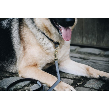 Collare per cane Loop Kentucky Grigio