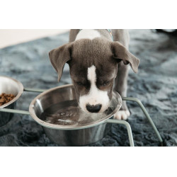 Ciotola per cane Confort Kentucky