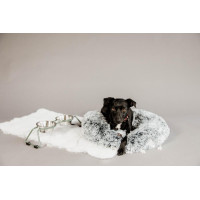 Ciotola per cane Confort Kentucky Blu polveroso