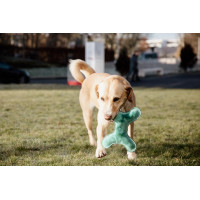 Giocattolo per cane Pastel Bone Kentucky Smeraldo Verde