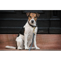 Guinzaglio per cane Loop Kentucky Grigio Guinzaglio per cane Loop Kentucky Grigio