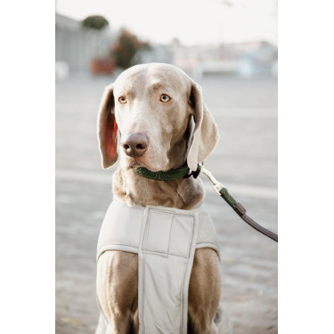 Cappotto per cane Kentucky riflettente e idrorepellente con protezione ventrale Cappotto per cane Kentucky riflettente e idrorepellente con protezione ventrale