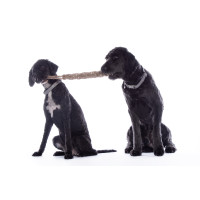 Giocattolo per cane Buddy Knot Bone HKM Naturale Marrone Giocattolo per cane Buddy Knot Bone HKM Naturale Marrone