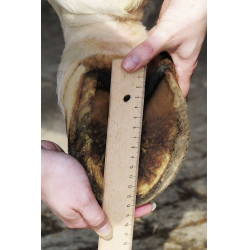 Hipposandali HKM Hipposandali HKM