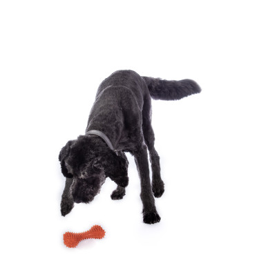 Giocattolo per cane Buddy Bone in gomma naturale HKM Giocattolo per cane Buddy Bone in gomma naturale HKM