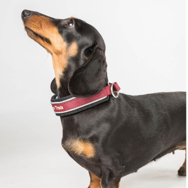 Collare per cane Charlie Back on Track Bordeaux Collare per cane Charlie Back on Track Bordeaux