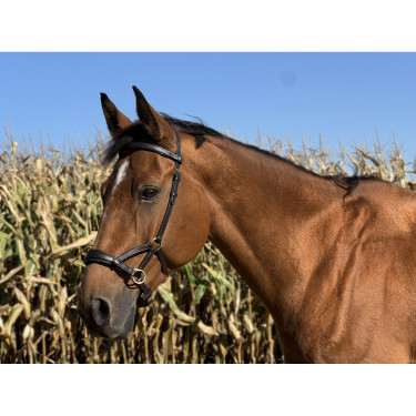 Side-pull in cuoio T de T Havana scuro Marrone