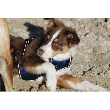 Pettorina per cane Riding World Simba Pettorina per cane Riding World Simba