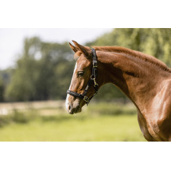 Cavezzina Eskadron puledro Nero