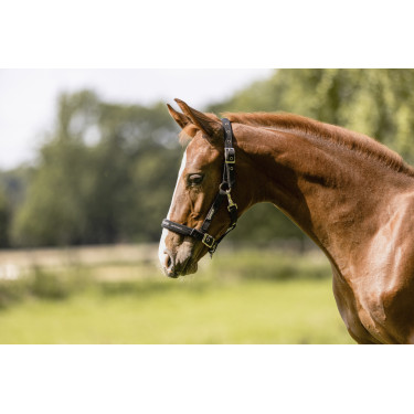 Cavezzina Eskadron puledro Nero