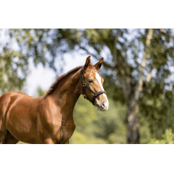 Cavezzina Eskadron puledro Nero