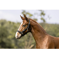 Cavezzina Eskadron puledro Nero