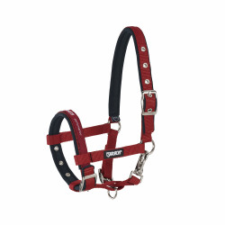 Cavezzina Eskadron puledro Piccante Rosso Cavezzina Eskadron puledro Piccante Rosso