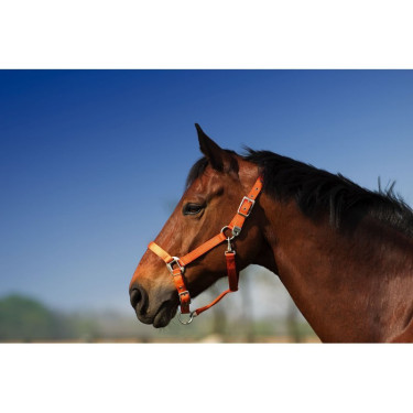 Capezzina Equithème Nylon Capezzina Equithème Nylon