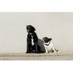 Collare e guinzaglio per cane Equithème Max